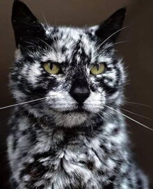 Vitiligo mačka
